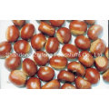 Nueva cosecha china Fresh Chestnut